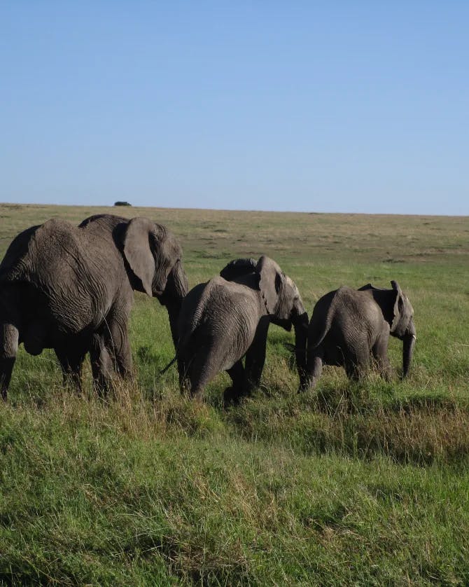 elephant photo