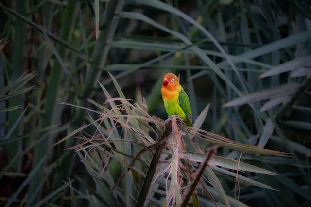 colorful bird on a tree
