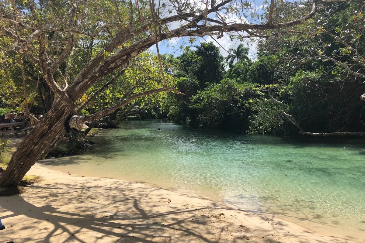 lake-surrounded-by-trees-Jamaica-travel-guide