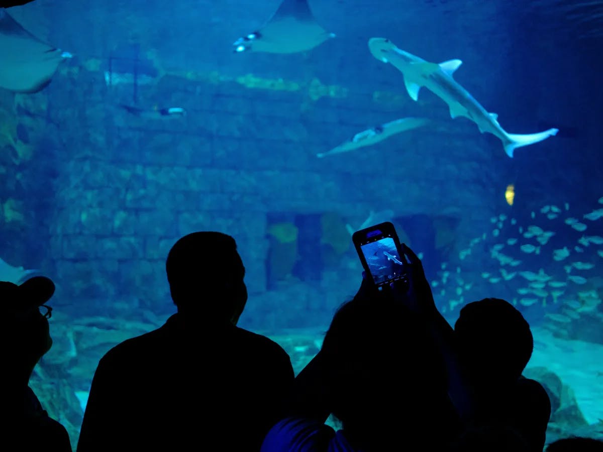 The image captures silhouettes of people observing marine life in a large aquarium, with one person taking a photo.