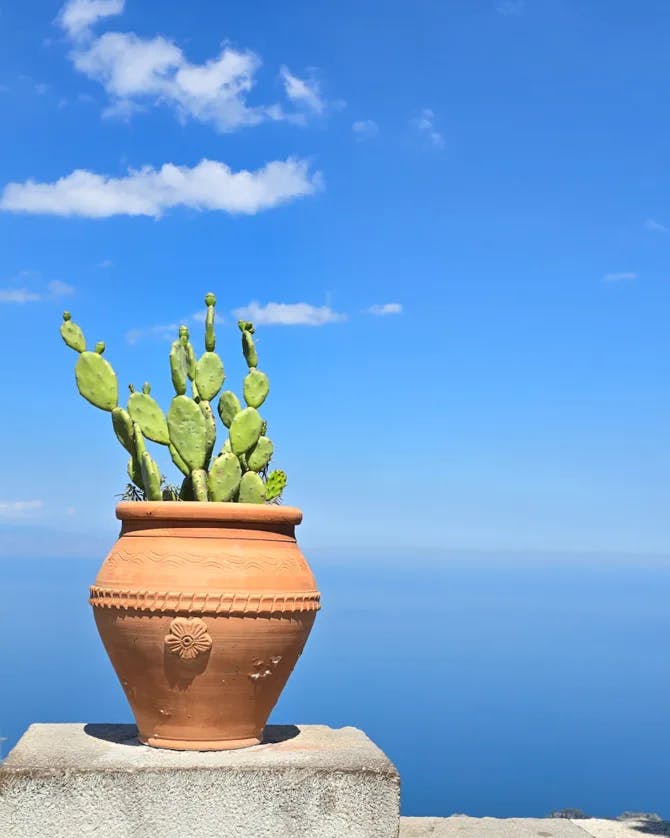 A flower pot with a cactus growing in it with a blue sky and ocean in the distance.