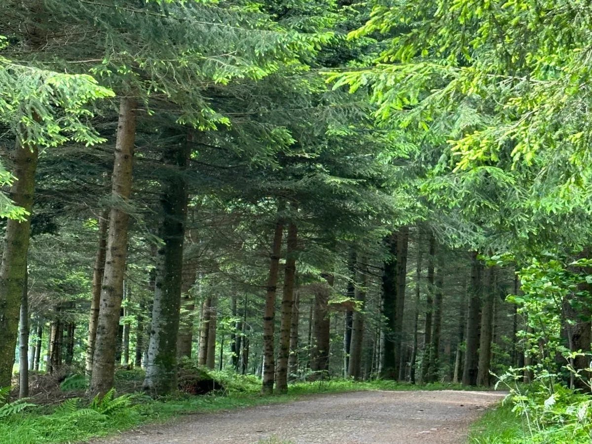 The image depicts a tranquil forest pathway, illuminated by daylight, inviting a peaceful walk amidst nature.