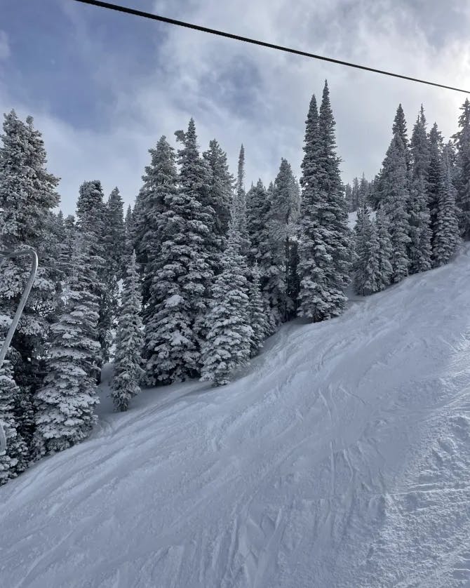 A ski hill and pine trees covered in snow