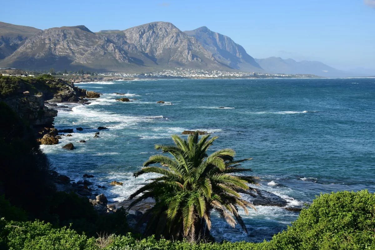 A coastline with rocks, a mountain in the distance next to buildings and a palm tree in the foreground.