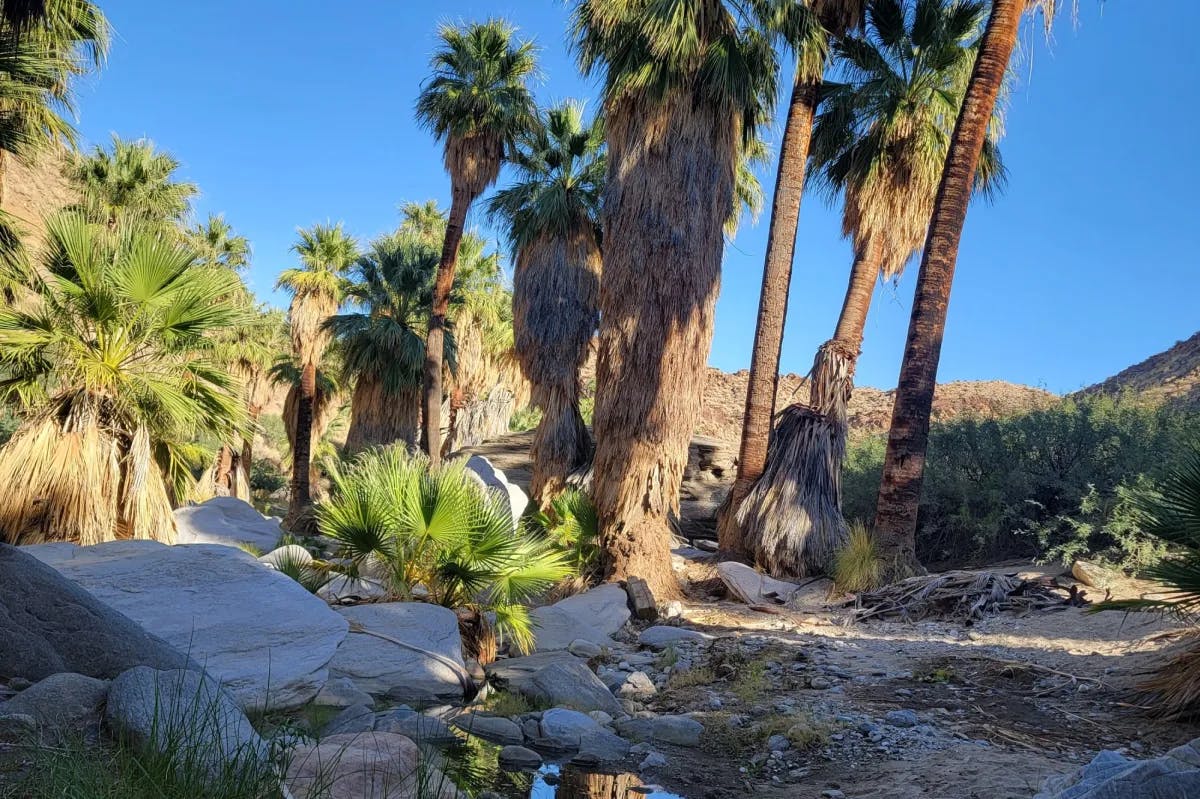 View of palm trees and canyons. 