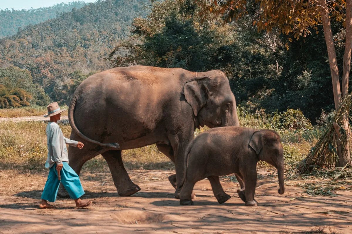 An elephant with a baby elephant walking through a field 