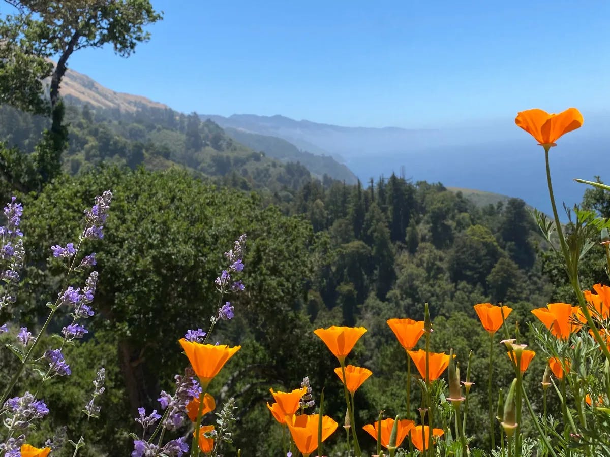 flowers with a view of mountains