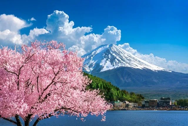 A pink cherry blossom tree in front of a lake and Mt. Fuji in spring, one of Japan's beautiful seasons.