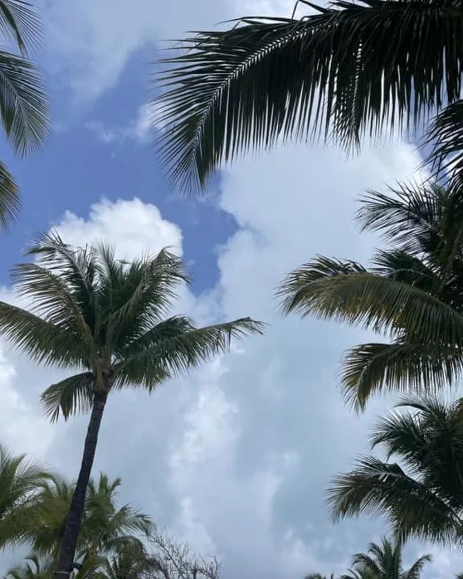 Palm trees hanging beneath the sky