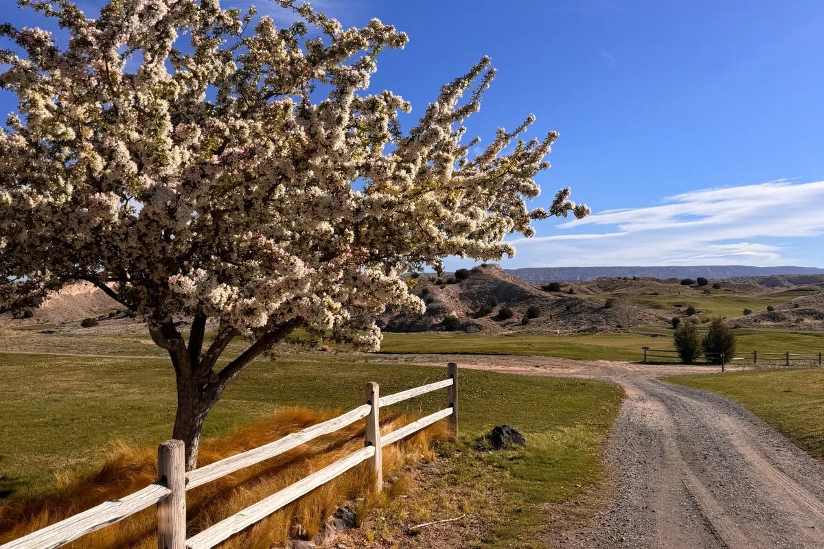 An image of a cherry blossom tree above a wooden fence near a road leading out to open land with rolling hills. 