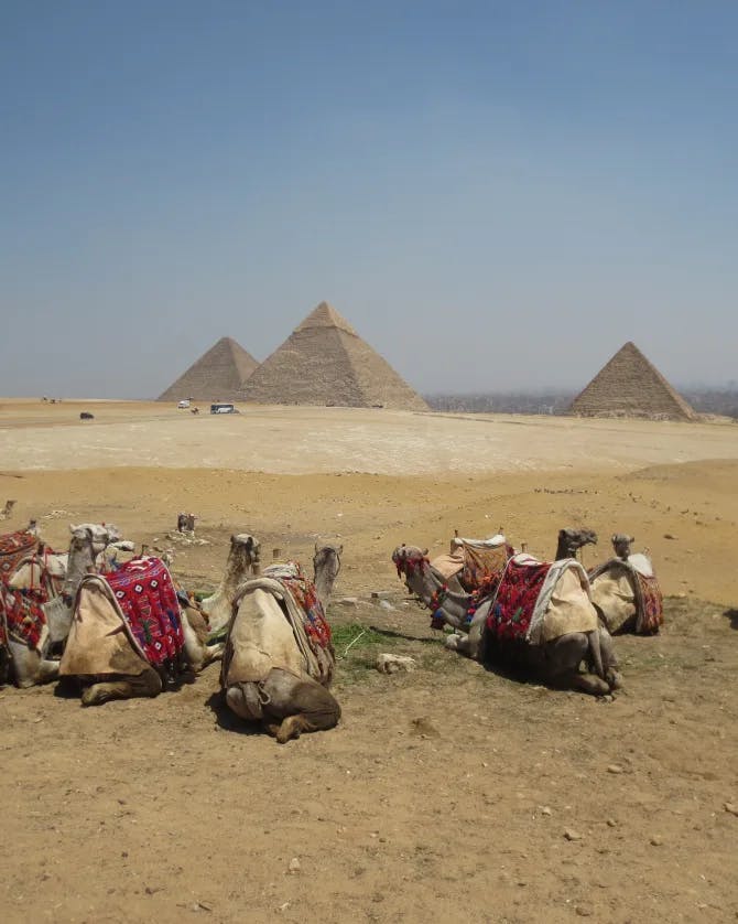 Picture of camels at Giza Necropolis