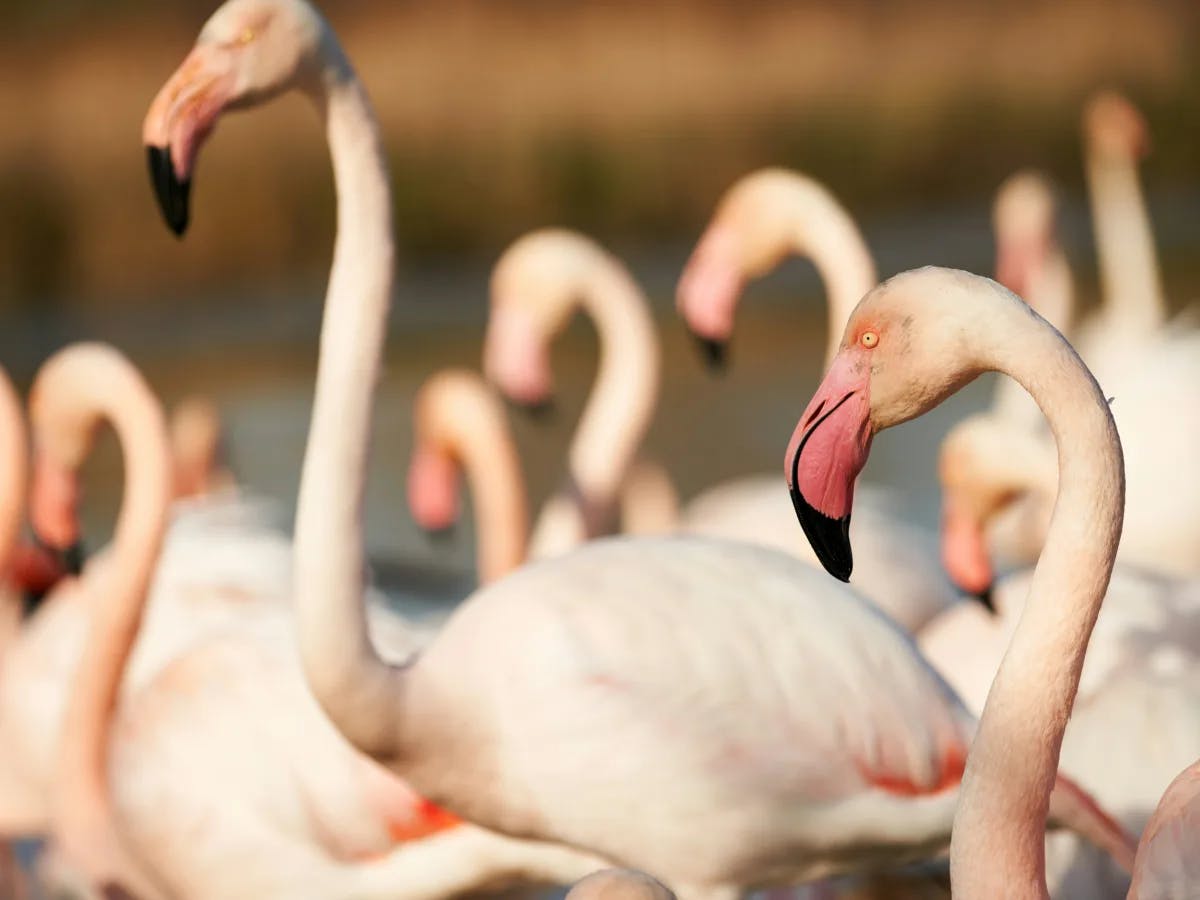 A group of flamingos with their iconic pink plumage, standing in shallow water with a focus on one detailed flamingo in the foreground.