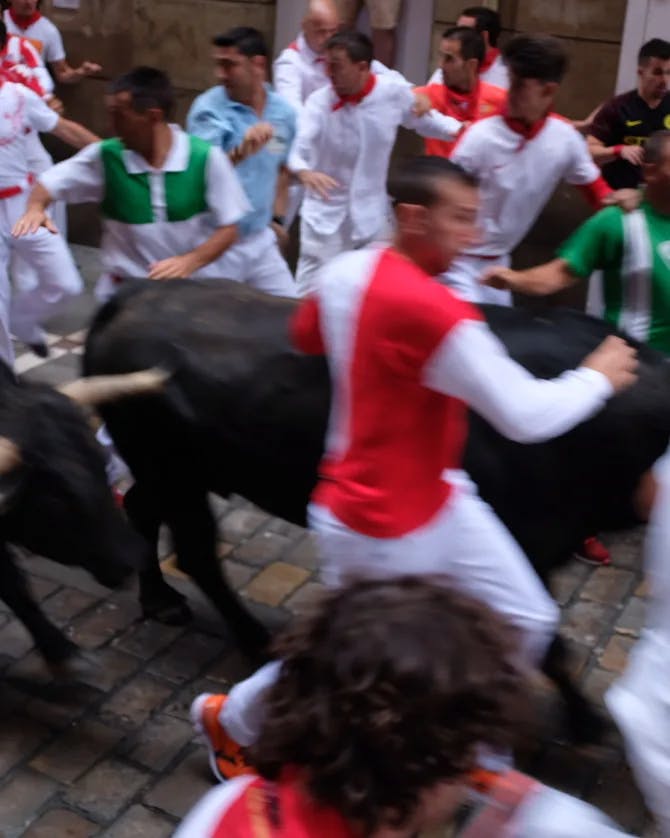 Picture of bull race