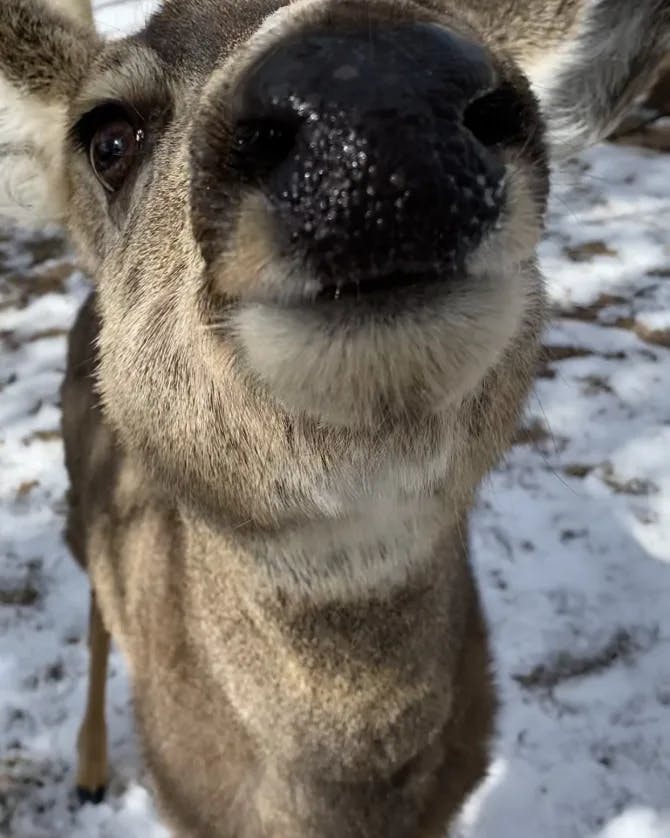 Cute picture of a deer