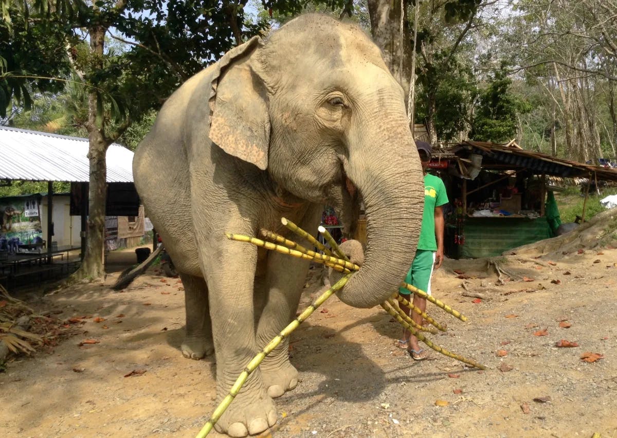 An image of an elephant grabbing bamboo sticks with it's trunk. There is a person standing somewhat behind it wearing a monochromatic green outfit. 