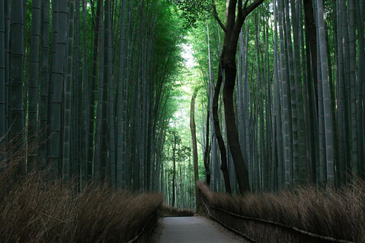 A picture of a bamboo park during the daytime.