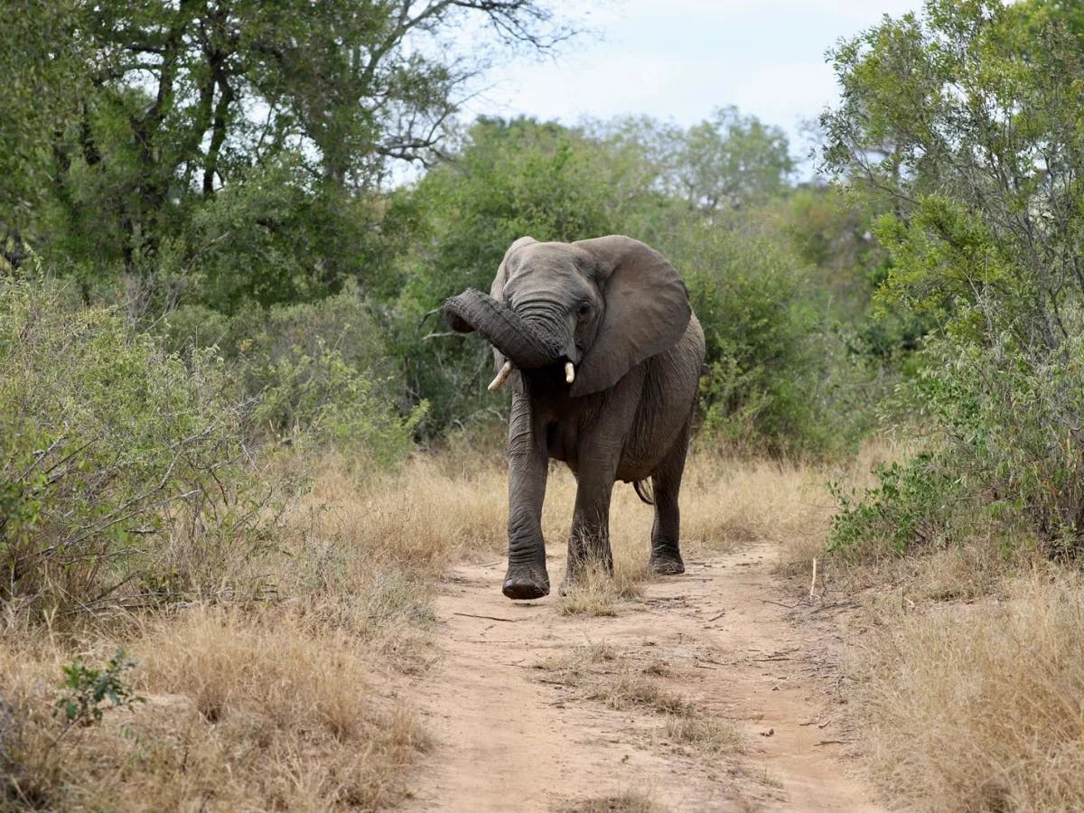 An elephant strolling along a dirt path, flanked by lush greenery.