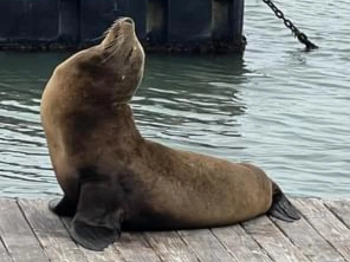 A sea lion on a pier.