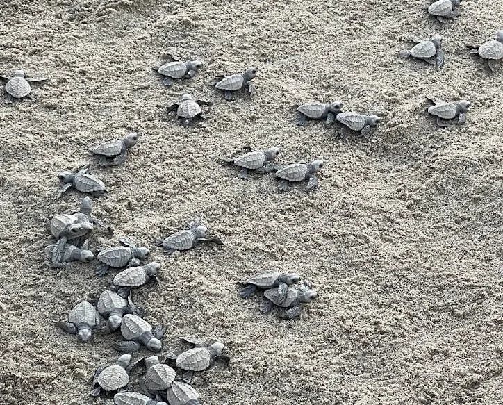 Turtles on sand. 