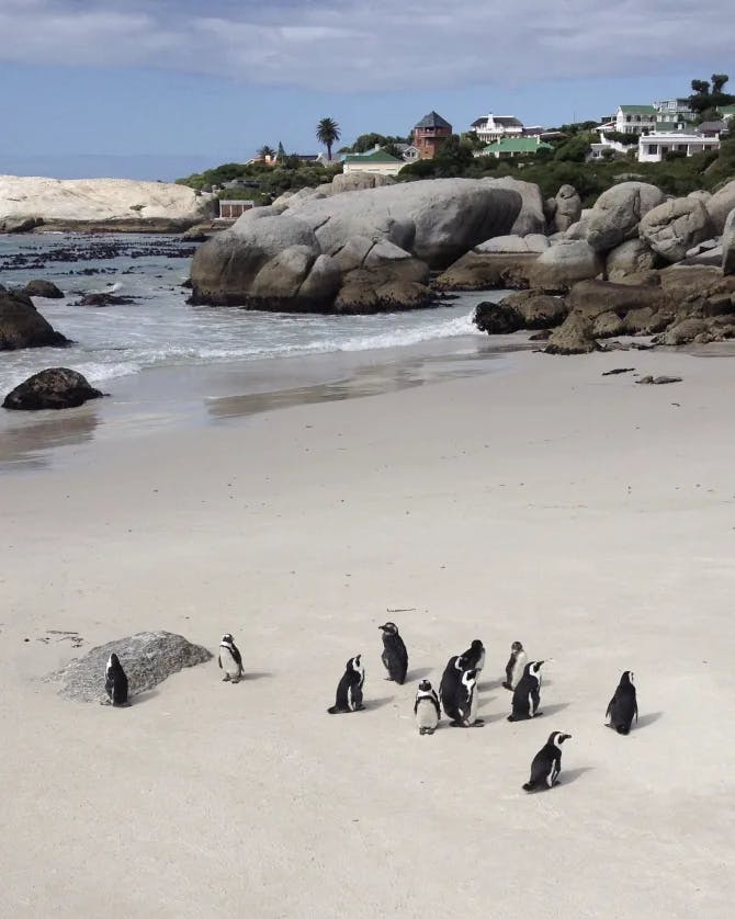 Penguins on the beautiful sea