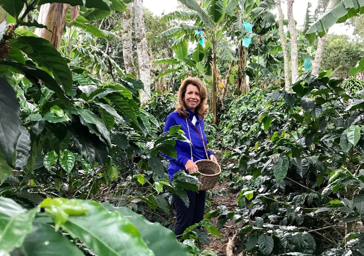 Amidst lush coffee plants, an individual engages in the delicate task of coffee bean harvesting.