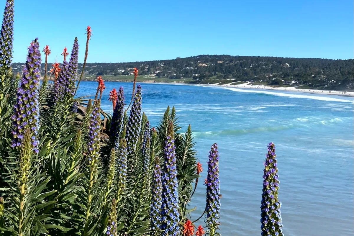 lake-view-lavender-flowers-Carmel-by-the-Sea-travel-guide