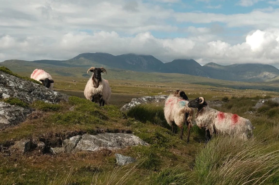 Four sheep stand on the grass covered hillside at Clifden, mountains in the distance on a partly cloudy day.