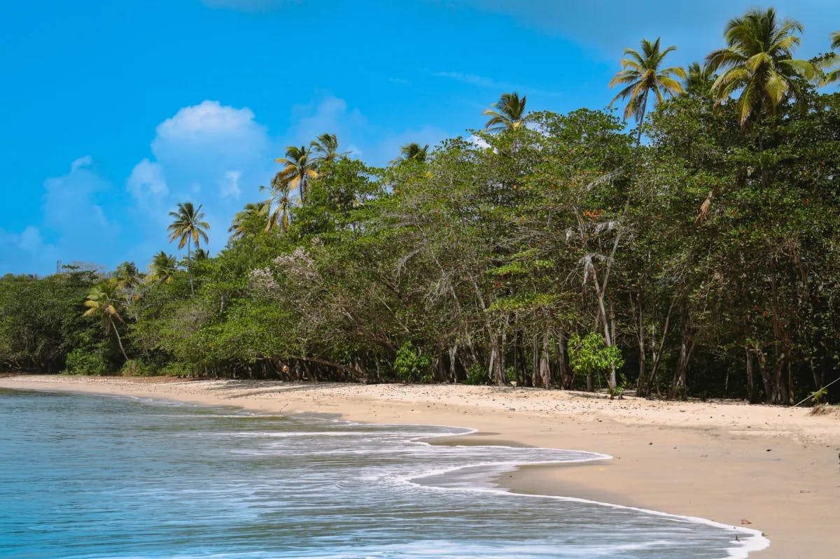 beach next to body of water and trees during daytime