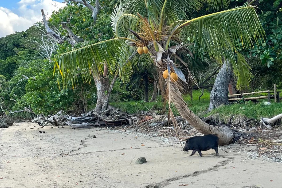 A beach with a palm tree forest behind it. A black pig is walking along the sand. 