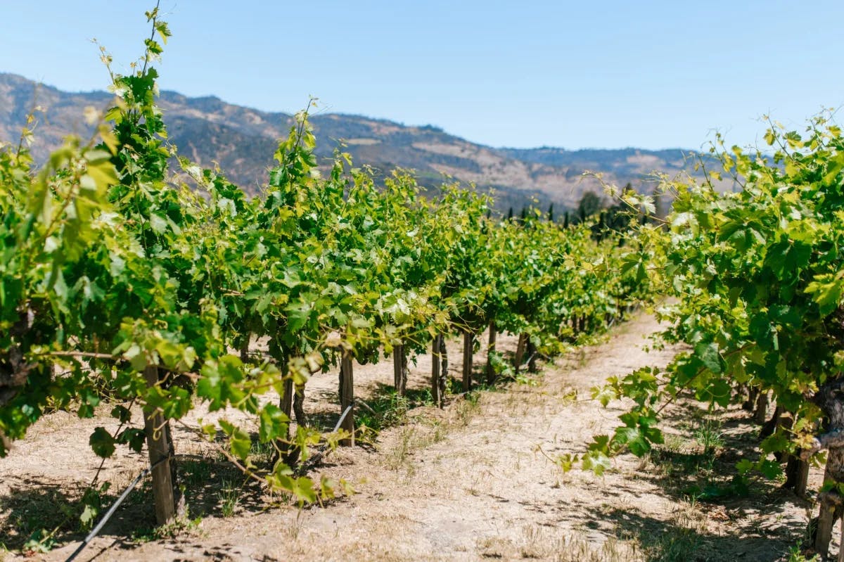 Vineyard during daytime.