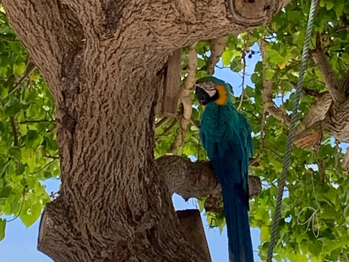 A blue parrot sitting on a tree.