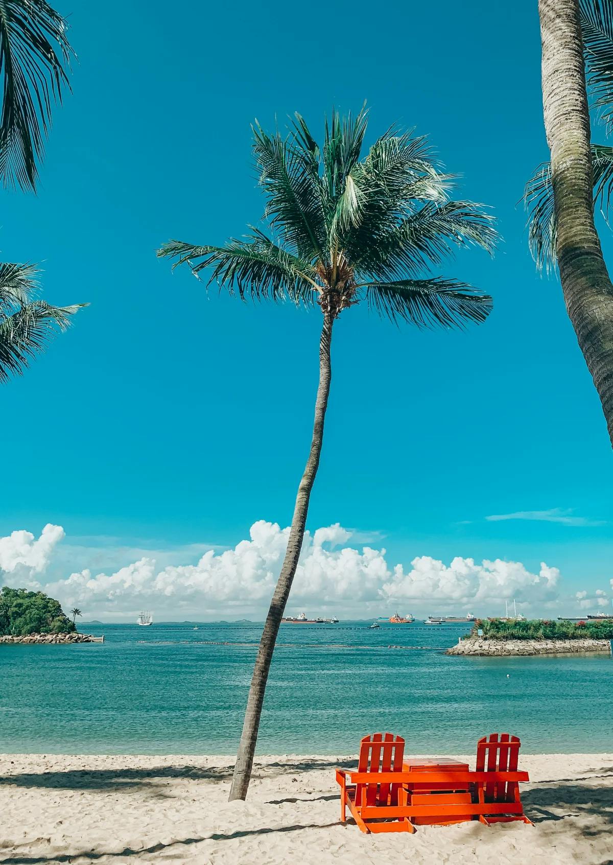 A thin and tall palm tree in the sand of Palawan Beach, with two red, wooden chairs facing the water on a sunny day.