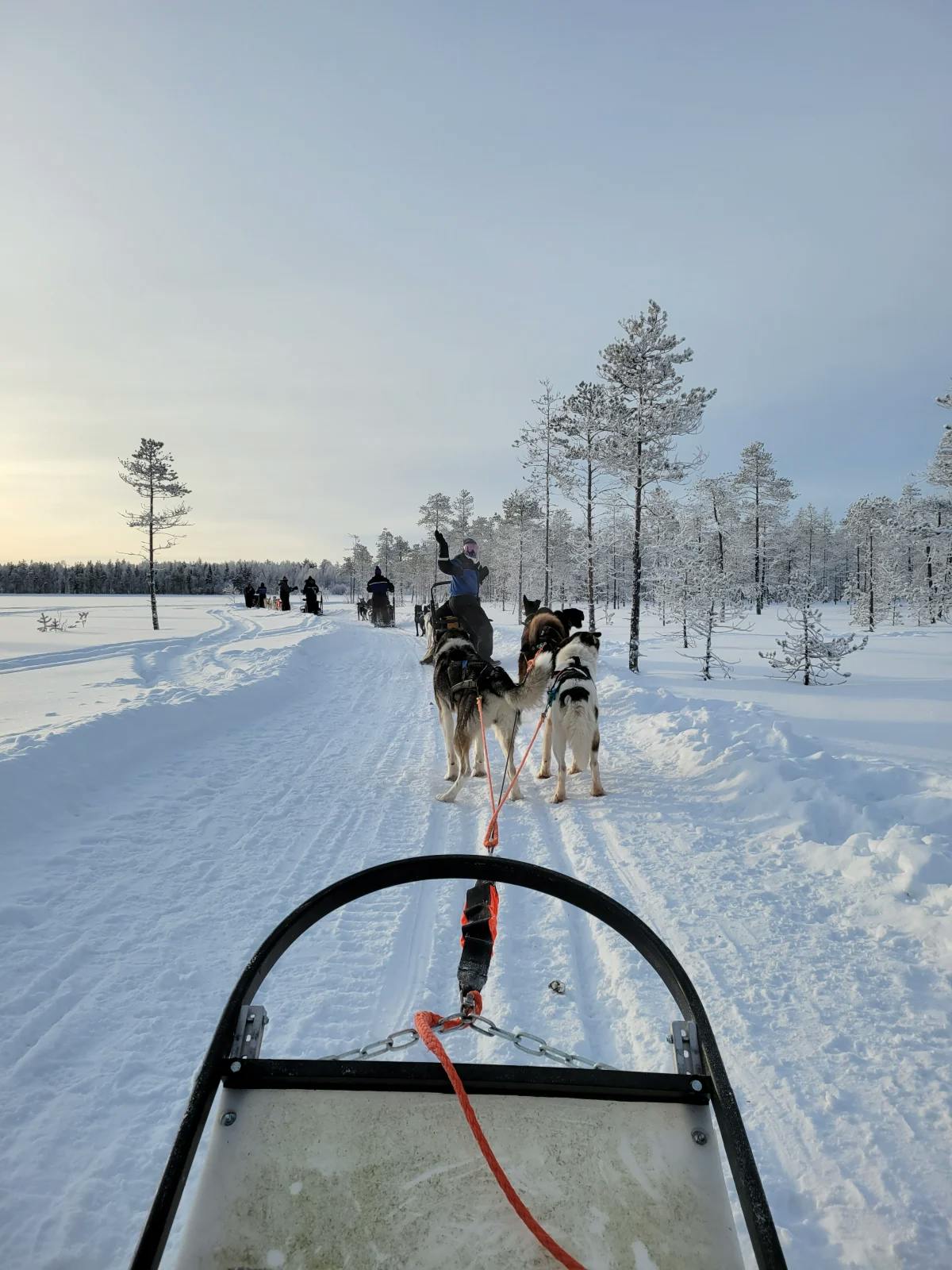 A line of dog sleds in action, with energetic canines navigating the snowy trails during winter in Sweden.