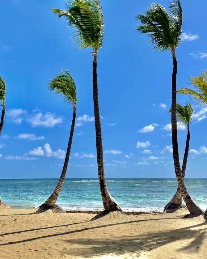 An image of the beach during the day with the ocean in the distance and palm trees.