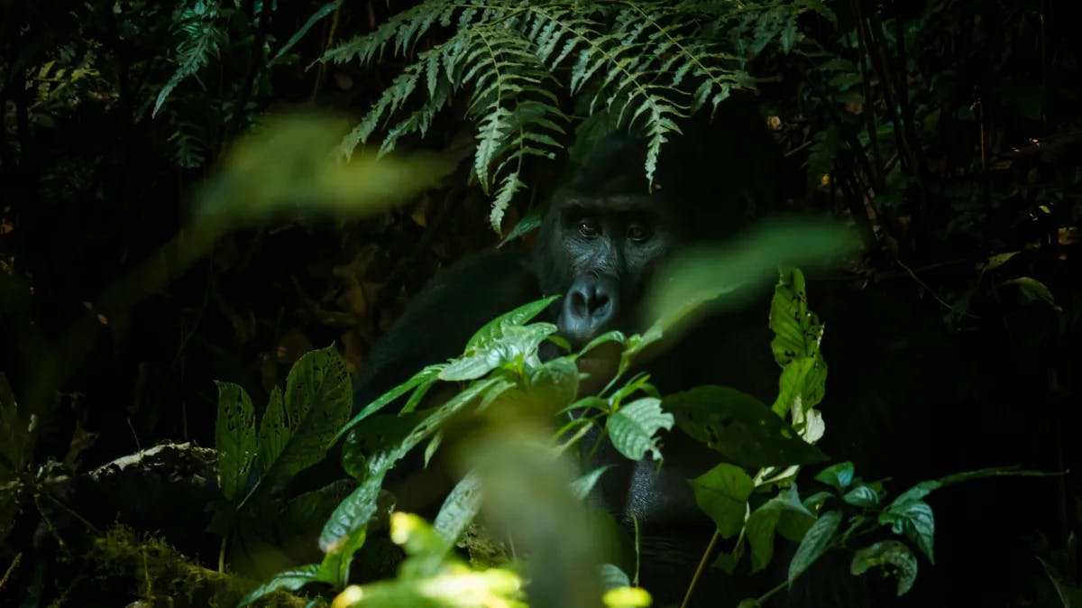 A gorilla in the jungle hiding behind green foliage.