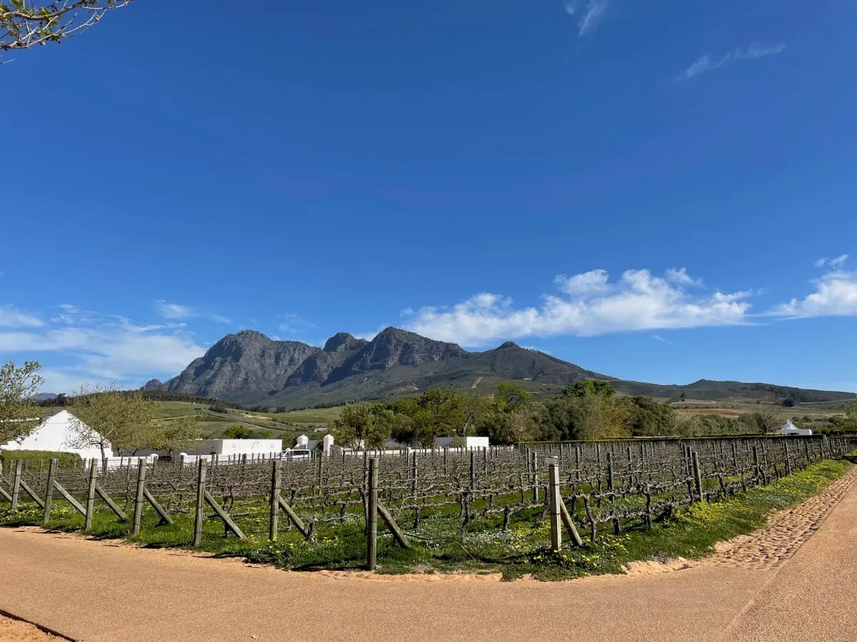 A vineyard during day time.