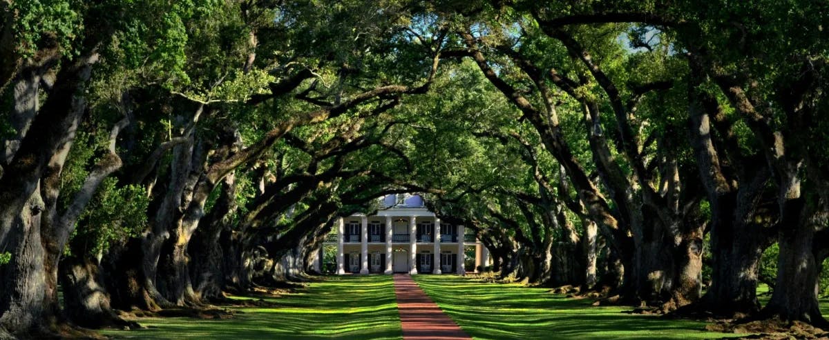 A pathway covered with trees leading to a white building.