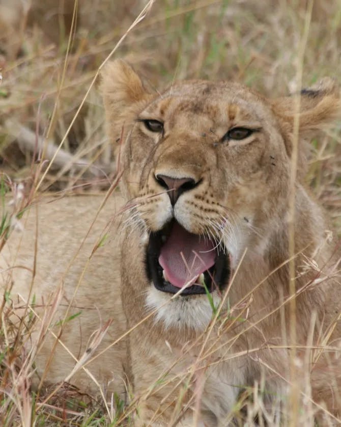 A picture of lioness roaring