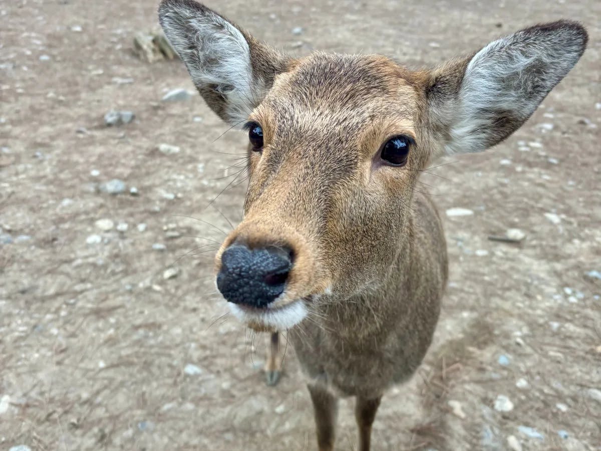 A close up picture of a deer taken during the daytime.