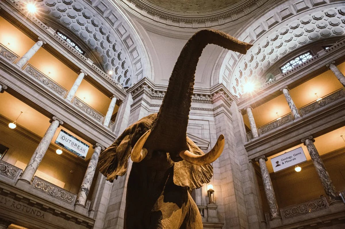 upward glance at a stuffed elephant with its trunk raised inside a grad stone museum