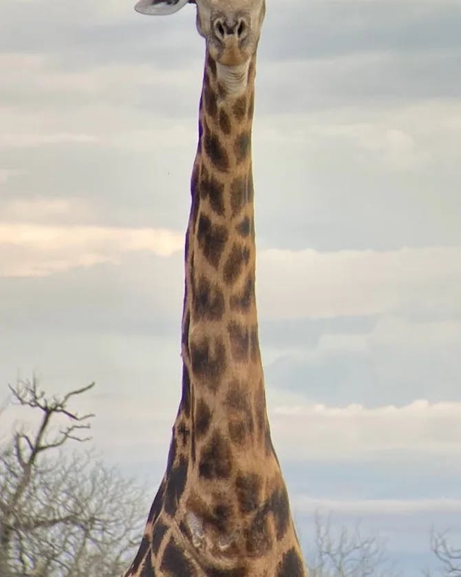 Photo of a beautiful giraffe standing in a field on a cloudy day