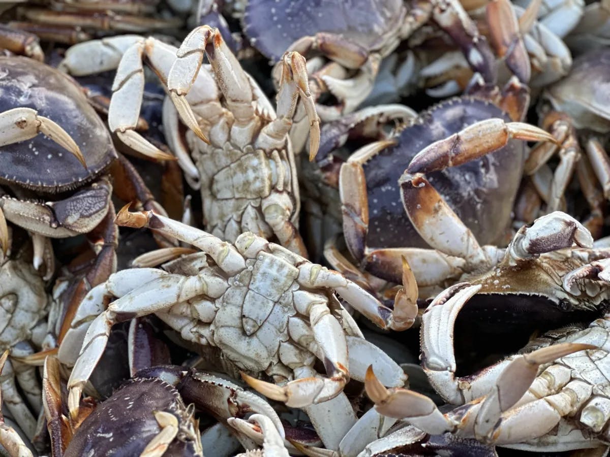 A close-up of a pile of crabs.