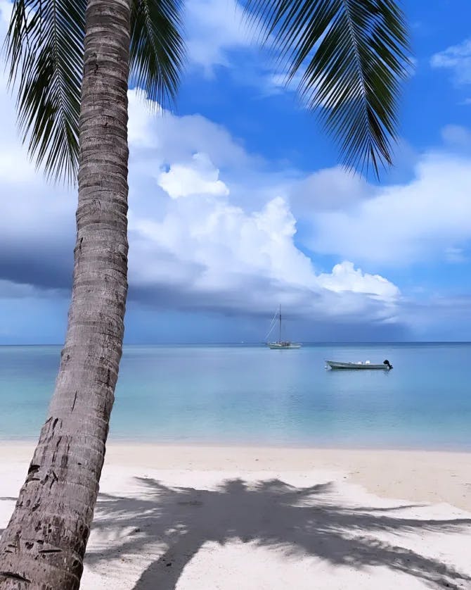 Sea and beach side tree view