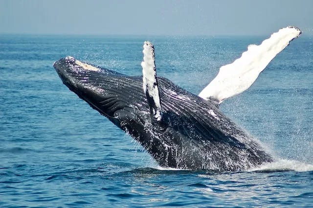 Tail of the humpback whale. Mexico. Sea of Cortez. California Peninsula 