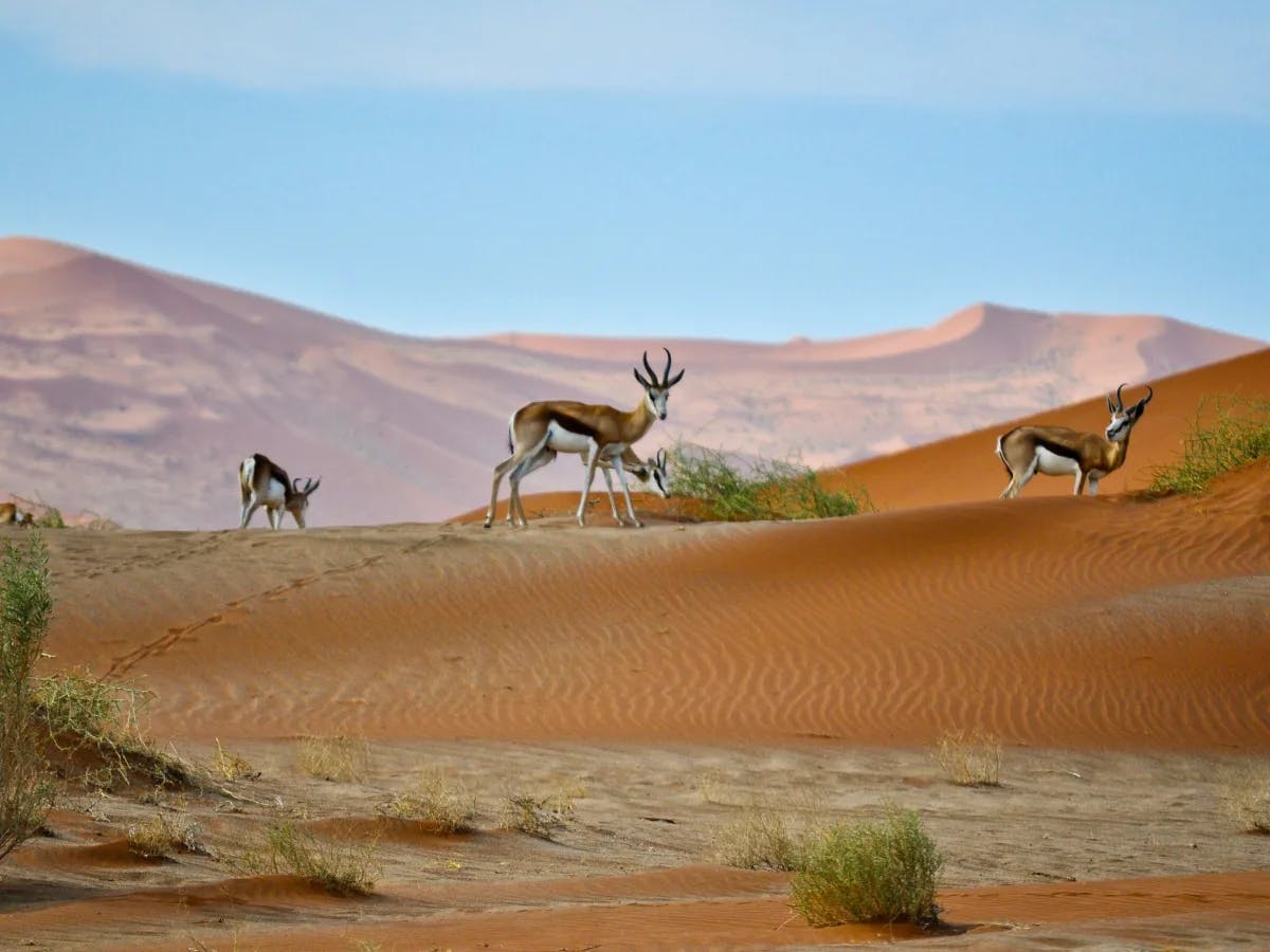 deer-on-dessert-during-daytime-south-africa-travel-guide