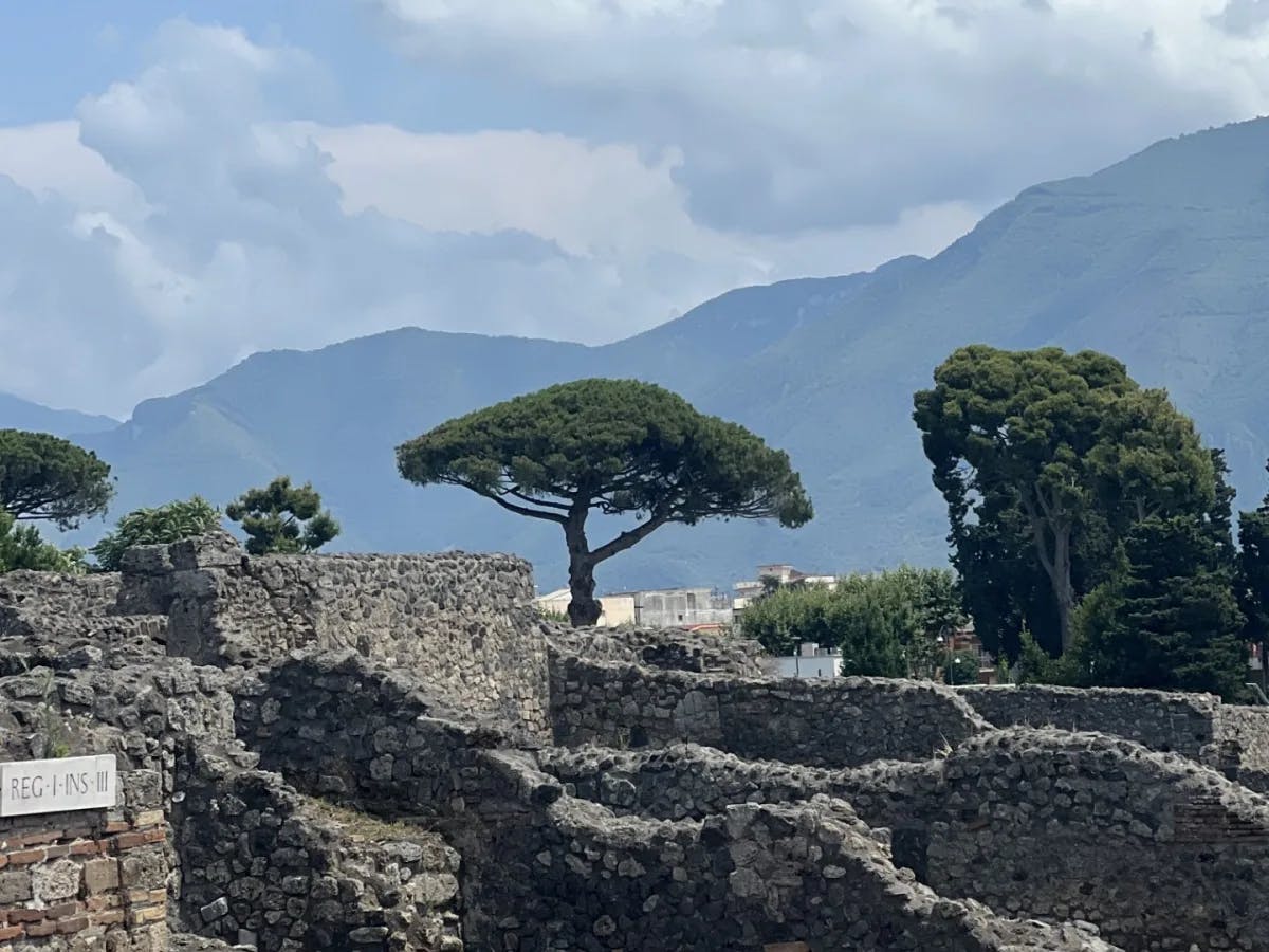 view with trees and mountains