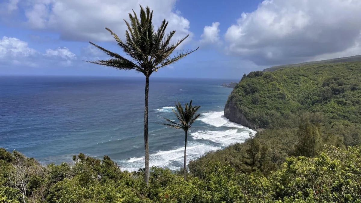 View of cliffs and the ocean with palm trees in the foreground.