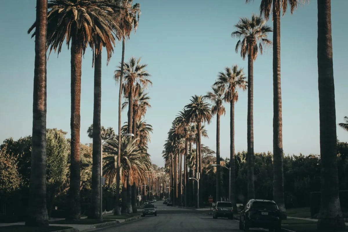 street lined with palm trees in Beverly Hills