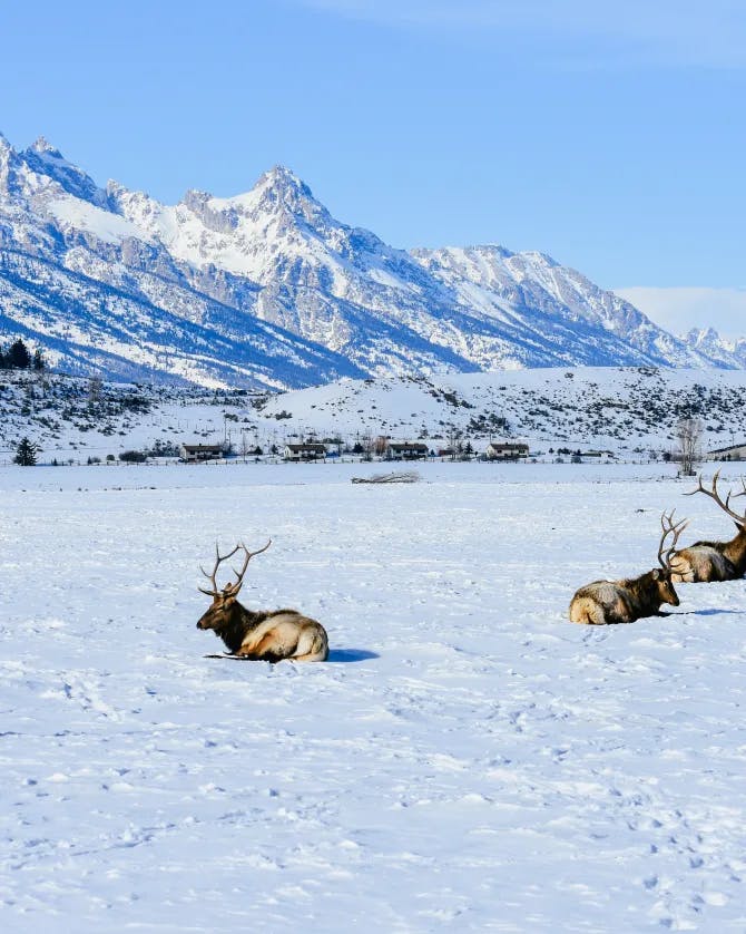 animals in snow