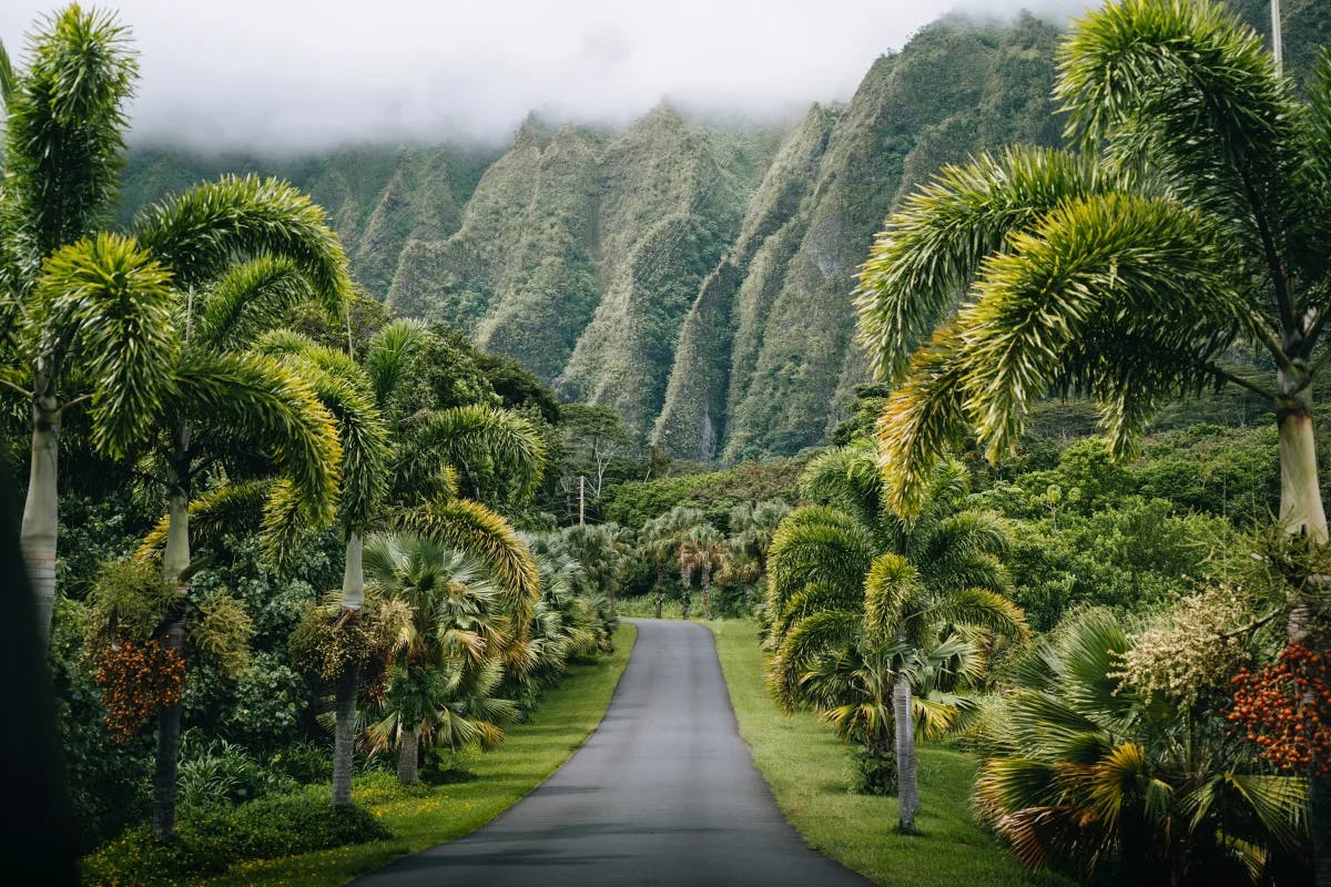 The Pali highway, a scenic road surrounded by palm trees and mountains.